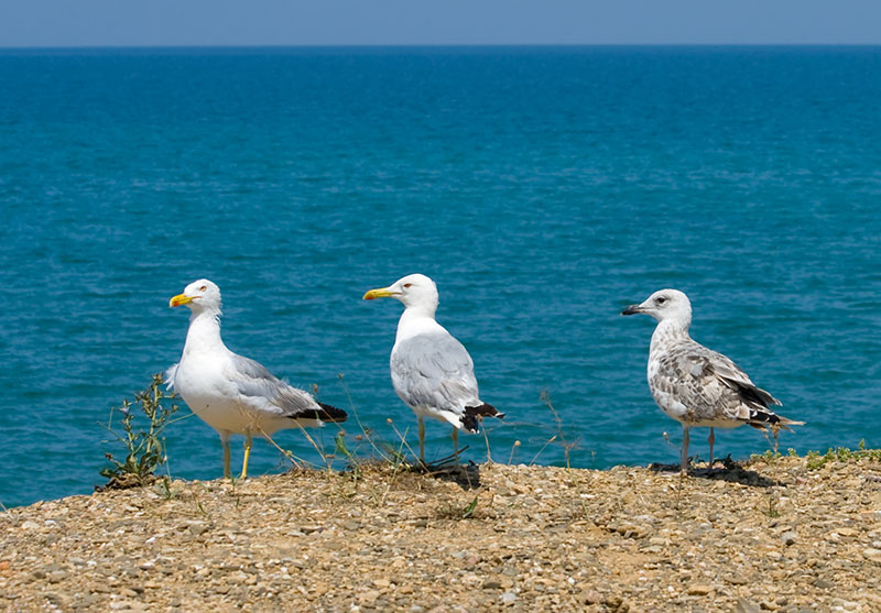 Seagull Proofing in Weymouth Dorset